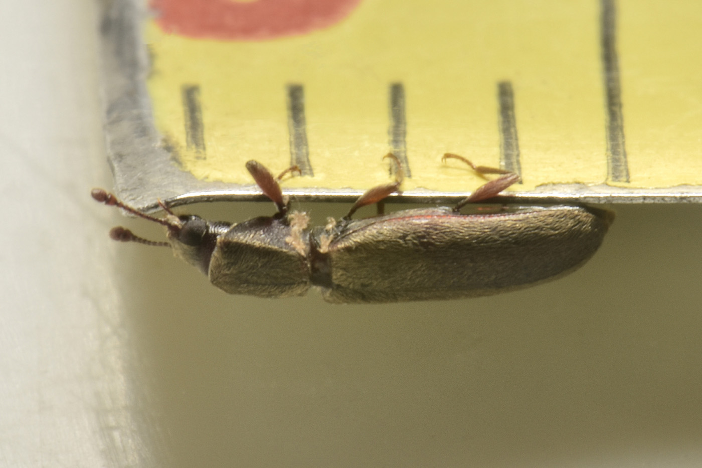 Bostrichidae: Trogoxylon sp.?  Sì, Trogoxylon cfr. parallelipipedum